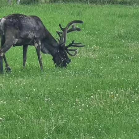 31 Giewont View Daire *